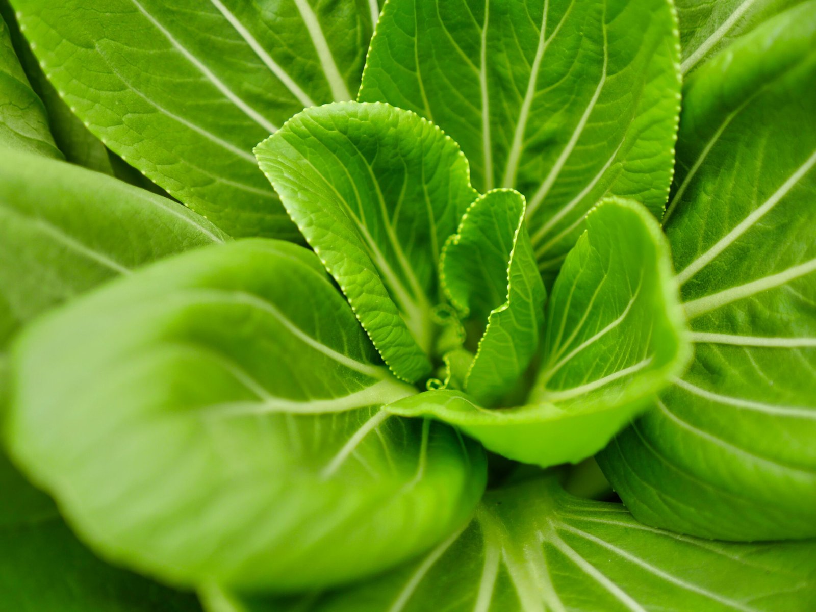 green leaves in macro lens